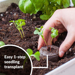 100 count seeds starting plugs for indoor gardening by Jiffy