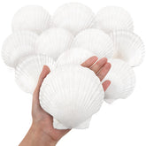 10pcs large natural scallop shells 4-5 inches in white