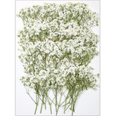 56Pcs White Babys Breath pressed flowers bulk for crafts
