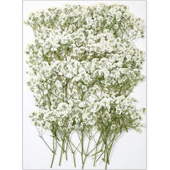 56Pcs White Babys Breath pressed flowers bulk for crafts