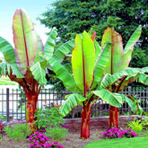 Abyssinian Banana Tree Seeds 5 seeds Ensete ventricosum