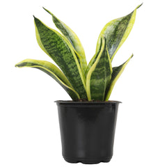 Altman Plants Live Snake Plant Superba in 4 in pot