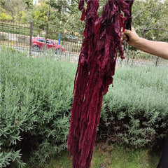 Dried preserved amaranthus burgundy hanging stems for decor