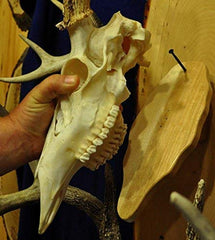 Antler mount plaque for deer trophy with screw mounting