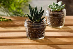 BPA-free USA Ball jelly jars Made in USA 4 oz