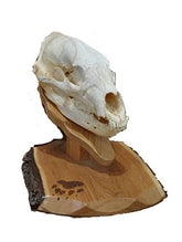 Bear Skull plaque with European bear mount display