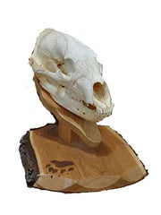 Bear Skull plaque with European bear mount display