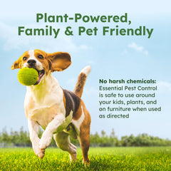 Plant powered pest control concentrate with cottonseed and clove oil