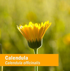 Calendula officinalis flowers used for oil extraction