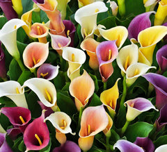 Calla Lily Seeds mix color for vibrant blooms