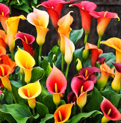 Perennial Calla Lily seeds ready for planting indoors or outdoors