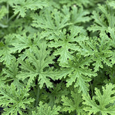 Citronella Plant Seeds 1500 pack for home garden