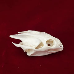 CLLOEAT Cat Skull display specimen for science education