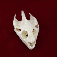 CLLOEAT Fox Skull taxidermy skull for study and display