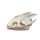 CLLOEAT Turtle Skull real animal skull for education display