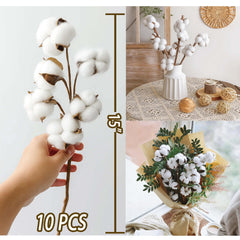 cotton stems with 20+ bolls for vases