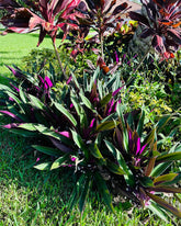 Dezicakes ONE Outdoor Live Plant with green and purple foliage