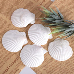beach themed shells for weddings and parties