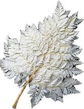 Dried Bleached Fern 10 Stems