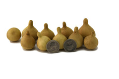 Dried gourds Tennessee Spinners box of 100