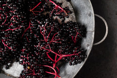 Sambucus nigra dried elderberries for syrup and tea