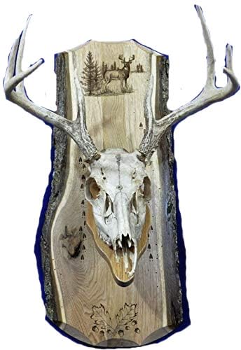 European Mount Plaque for deer skull display with rustic bark wood