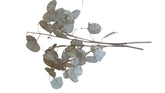 Five dried Lunaria stems with disc-shaped silicles for weddings