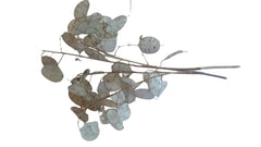Five dried Lunaria stems with disc-shaped silicles for weddings
