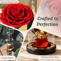 Forever Red Rose inside clear acrylic dome