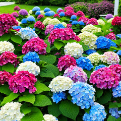 Giant Snowball Hydrangea seeds for garden use