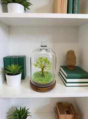 Clear glass dome protecting crystal bonsai sculpture