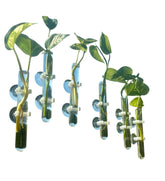7 glass test tube vases with two suction cups each