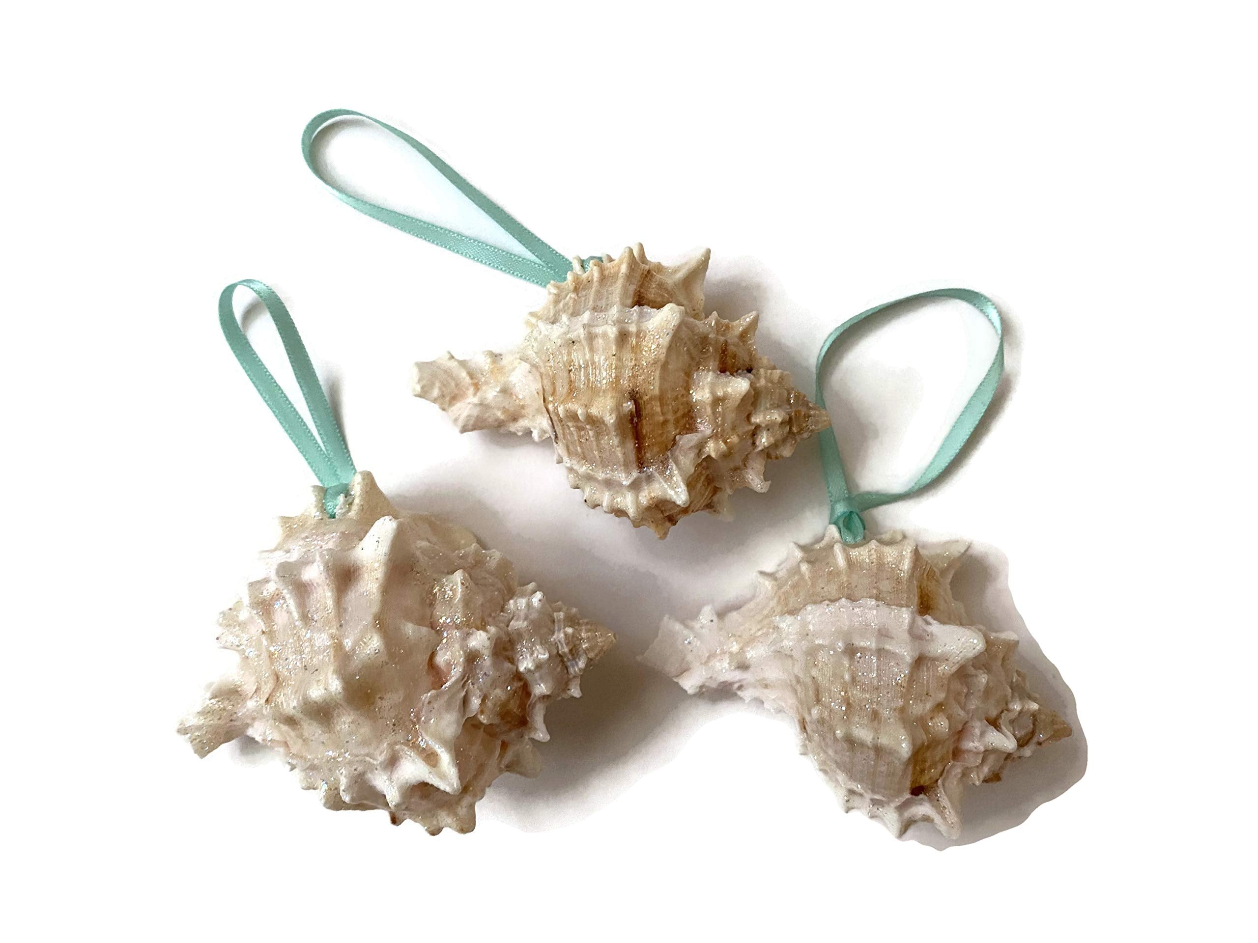 Glittered pink murex seashell ornament with turquoise ribbon