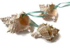 Set of 3 pink murex seashell ornaments 2-3 inches each
