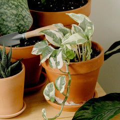 Golden pothos indoor plant variety