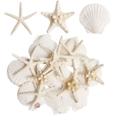 HAPYSHOOP 16 pieces starfish and scallop shells for crafts set