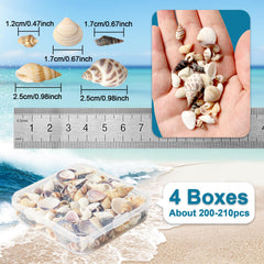 Mini sized seashells with natural textures and variations