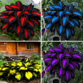 Hosta Seeds for Planting pack 280+pcs