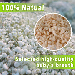 Ivory babys breath stems about 15 cm long for small vase displays