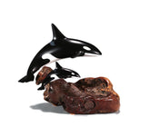 Orca Killer Whale Sculpture by John Perry on polished burl base