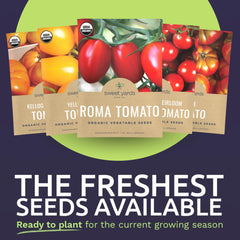 Kellog Beefsteak tomato seed packet