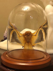Kerivoula picta preserved bat inside clear glass dome