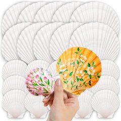 25pcs large scallop shells two sizes 2-3in and 4-5in