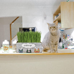 Cat storage for toys and treats in Lea Joelle planter