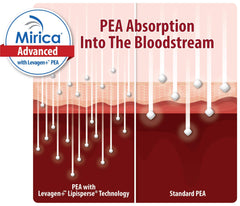 Levagen PEA Lipisperse formula capsule
