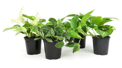 Live Pothos Plants four pack in 4 inch pots