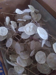 New 2025 crop Lunaria sprigs bulk for decor and arrangements