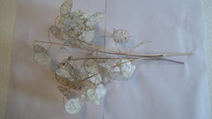 Oregon grown Lunaria stems pack of five stems