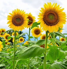 mammoth-grey-stripe sunflower seeds Helianthus annuus per pack