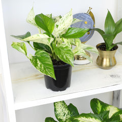Marble Queen pothos variety